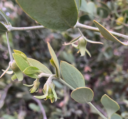 Feb 23 - Jojoba Female.
Yep, this one's a girl; almost ready to bloom and be fertilized by the boy next door (see Jan 21 above). Feb 23 - Jojoba Female.
Yep, this one's a girl; almost ready to bloom and be fertilized by the boy next door (see Jan 21 above).